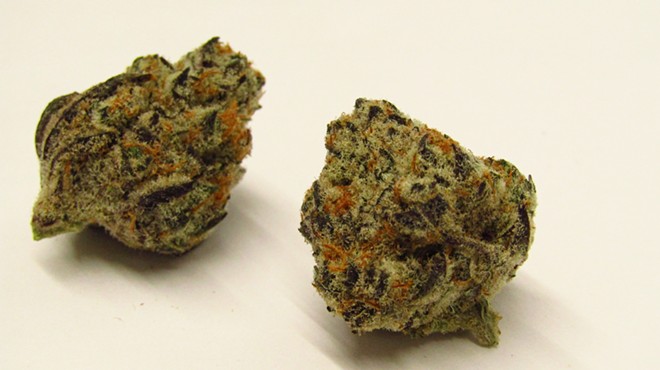 Purple cannabis buds