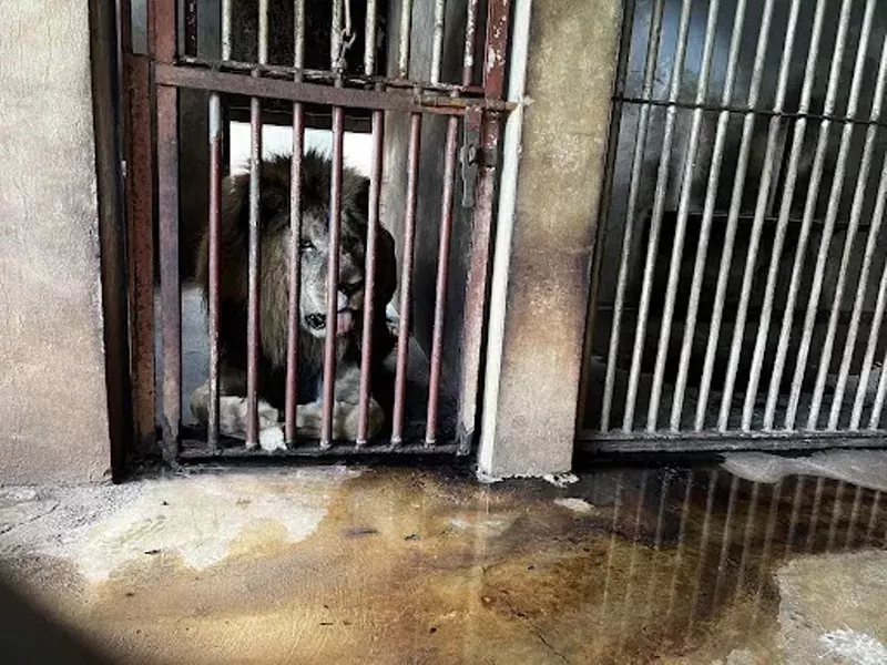 Image: A male lion in a cage at the Juan A. Rivero Zoo in Puerto Rico.