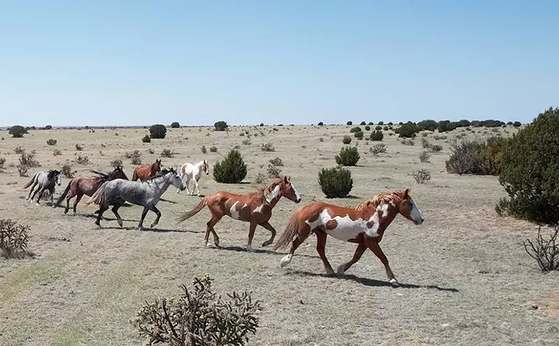 Image: Commentary: Our Disappearing Mustangs