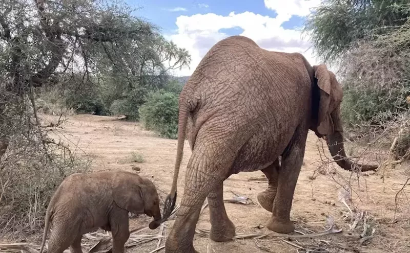 Image: African Elephants Address One Another With Name-Like Calls...Similar to Humans