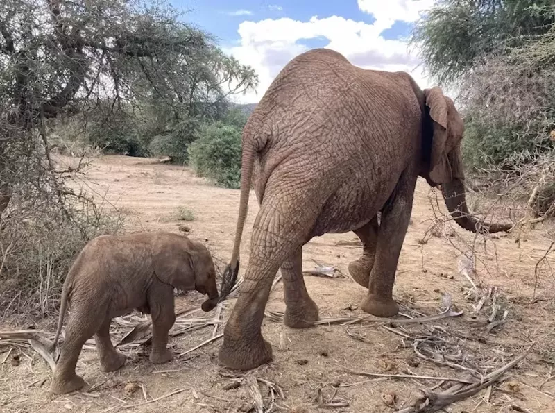 Image: two elephants on land
