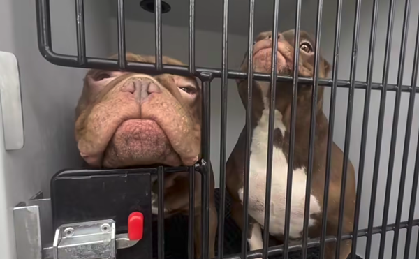 Image: Commerce City Couple Charged After Animals, Kids Found in "Deplorable" Conditions