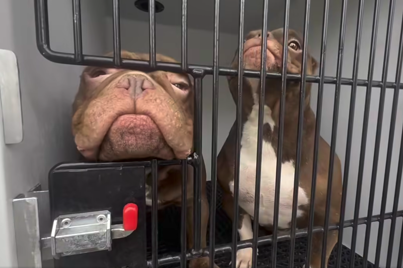 Image: Two dogs inside a cage in an animal control truck.
