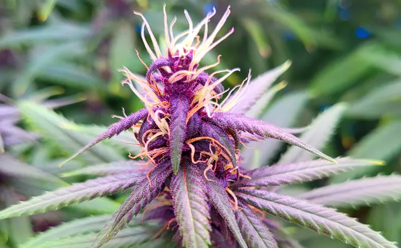 Image: CSU-Pueblo's New Pot Strain