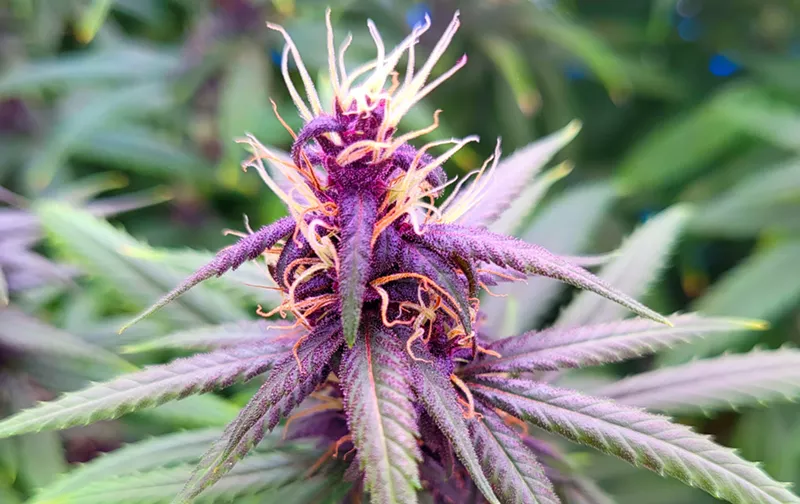 Image: Pink Pepper CBD cannabis strain