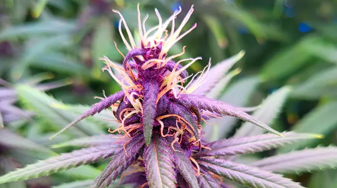 Pink Pepper CBD cannabis strain