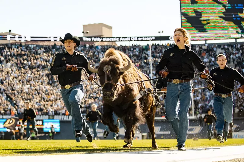 Image: ralphie the buffalo runs on the field during football game halftime