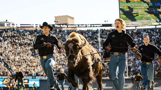 ralphie the buffalo runs on the field during football game halftime