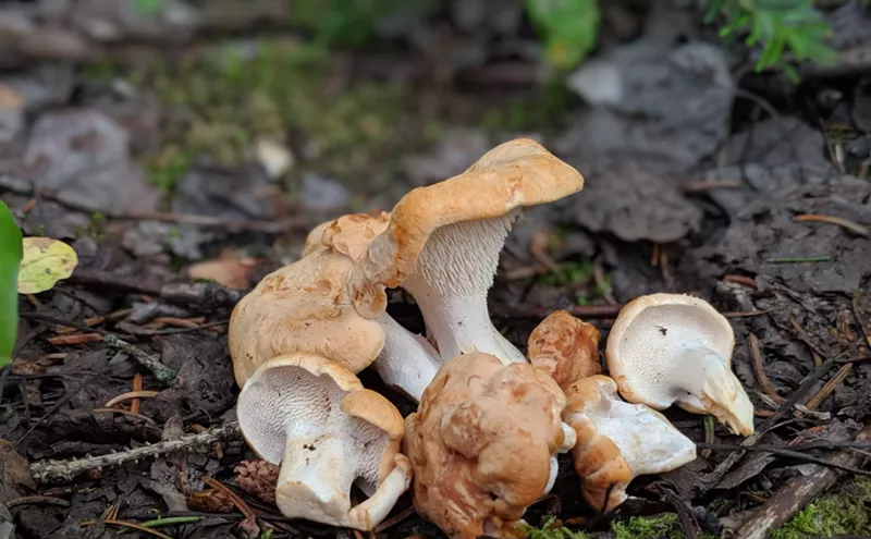 Image: Culinary Mushrooms Are Having a Moment in Colorado