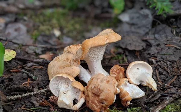 Image: Culinary Mushrooms Are Having a Moment in Colorado
