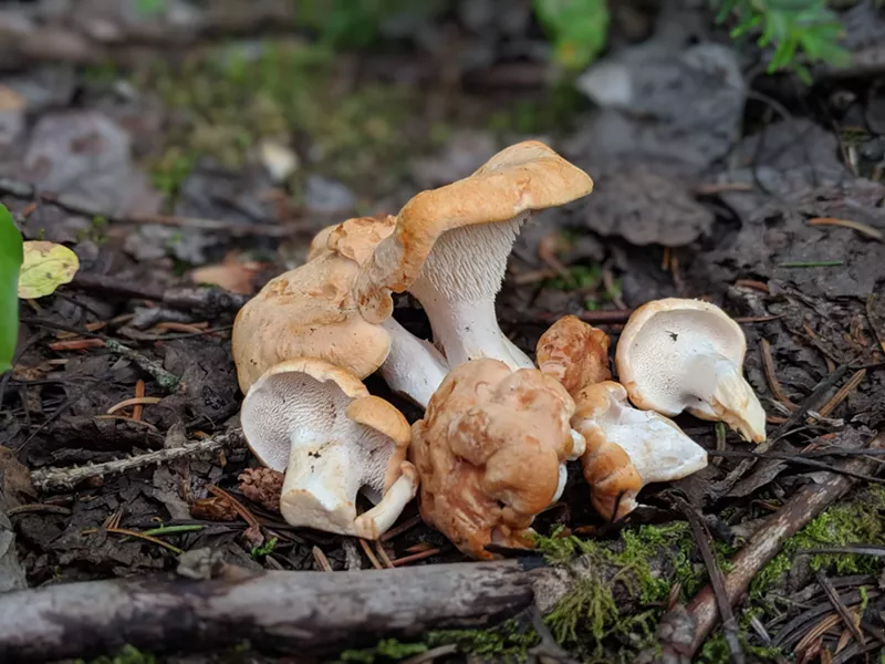 Image: Mushrooms