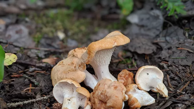 Mushrooms