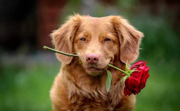 Image: Date With Your Dog: Denver Singles Mixer Connects Couples and Their Canines