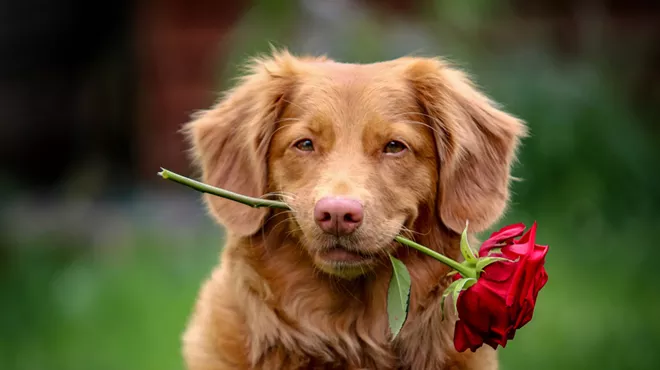Dog holding a red rose flower in mouth