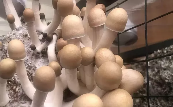 Image: DEA Asks Department of Health to Review Psilocybin's Federal Status