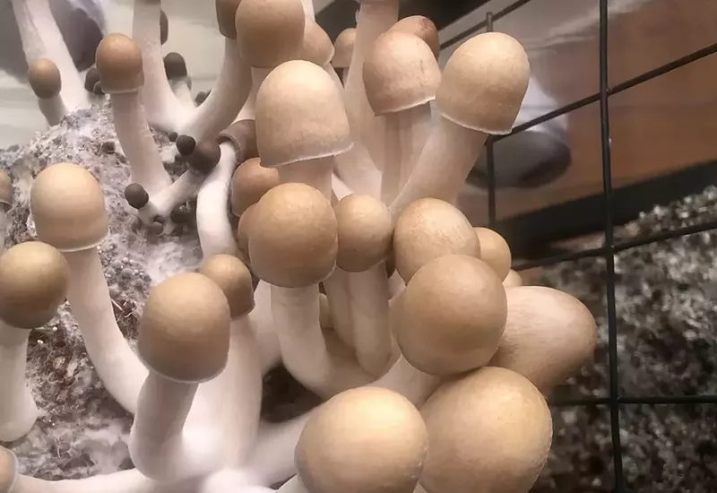 Image: psilocybin mushrooms growing