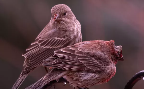 Image: Deadly Bird Disease Spotted in South Denver