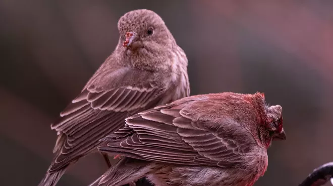 Two finches with avian pox.