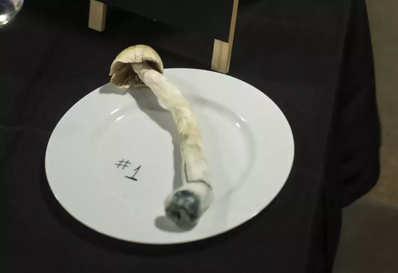 Image: Large psilocybin mushroom on white dinner plate