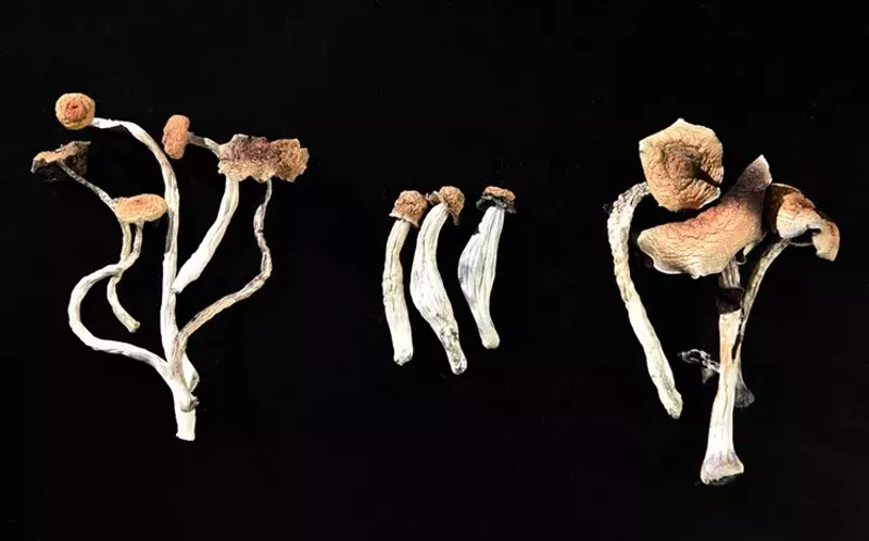 Image: Denver decriminalized psychedelic mushrooms in May 2019.
