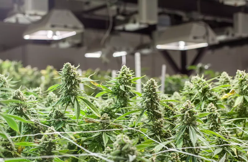 Image: Marijuana plants grow under bright lights inside.
