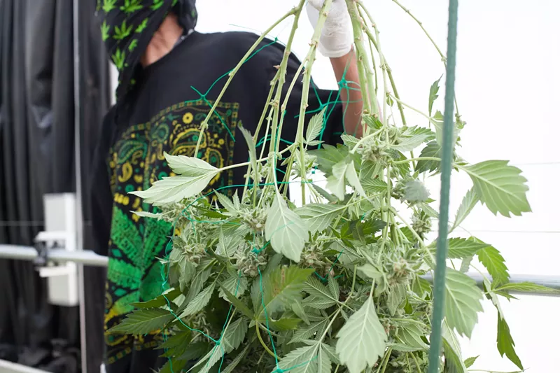 Image: Denver marijuana businesses need to step up their compliance with storage, fire safety and odor control, according to city officials.