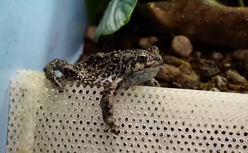 Image: Taking the High Toad: Denver Zoo Releases Boreal Toads to Help Near-Endangered Species
