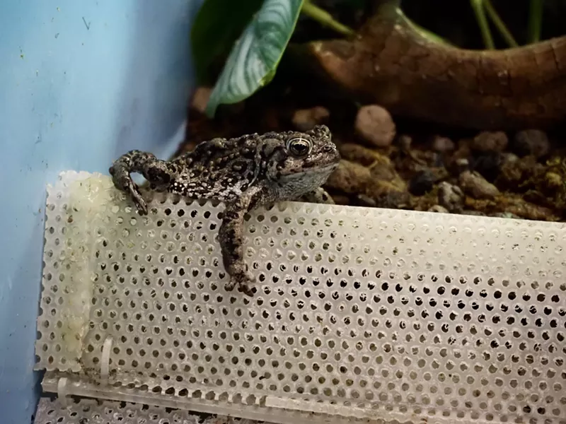 Image: A toad hangs out in a tank