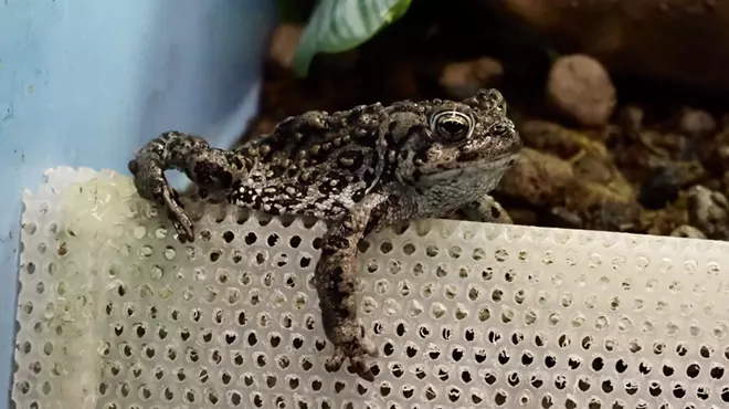 A toad hangs out in a tank