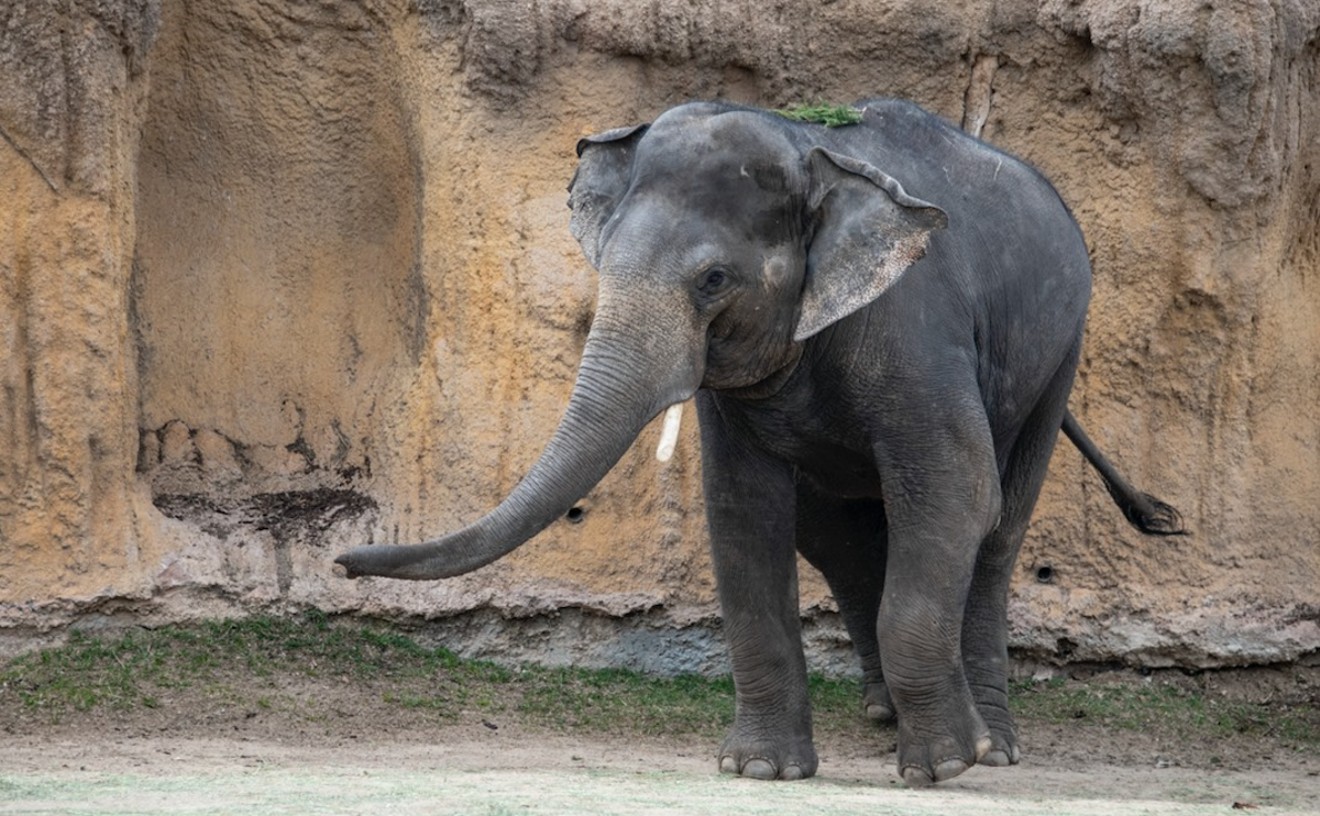 Good Luck, Chuck: Denver Zoo Swaps Elephants With Houston for Mating Purposes