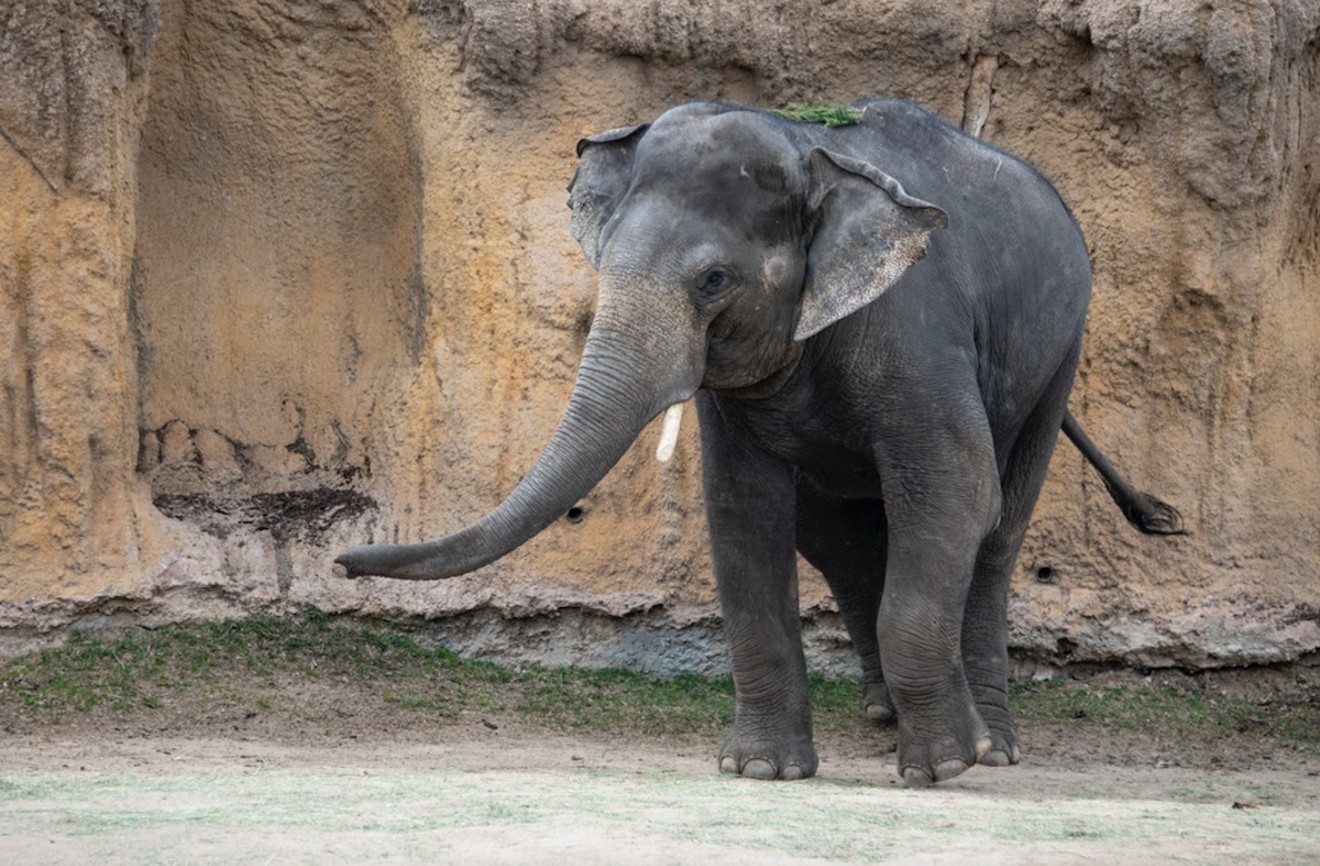 Chuck the "playful and highly social" elephant is leaving the Denver Zoo to start his own family in Houston and help save his species.