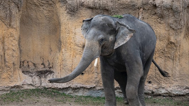An elephant walking.