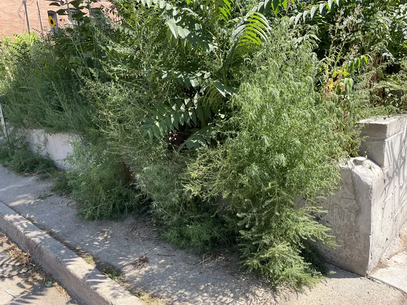 Image: Weeds growing in Denver, Colorado, which got hit with heavy rain in early summer.
