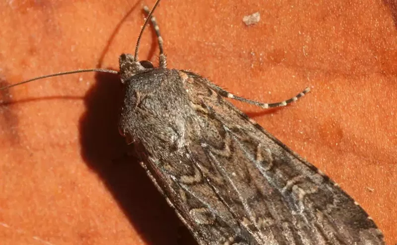 Image: Do Miller Moths Eat Cannabis Plants?