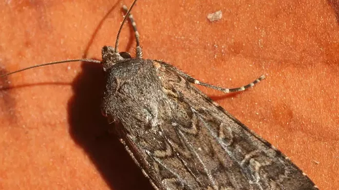 dead miller moth on orange background
