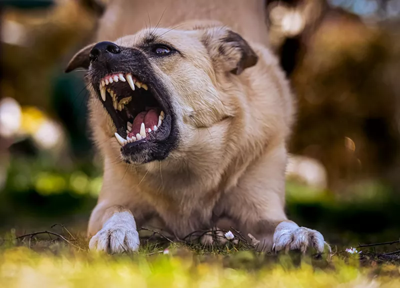 Image: A dog with sharp teeth