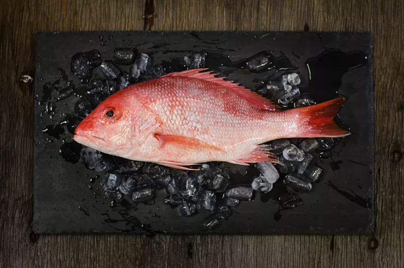 Image: An American red snapper.