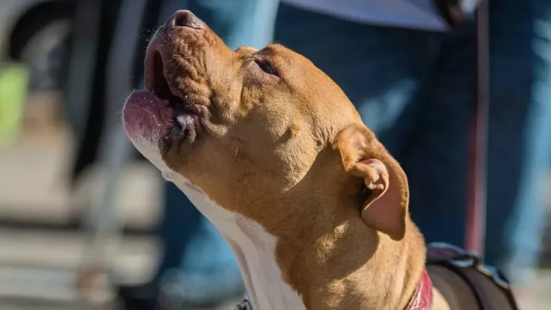 Image: A photo from the Westword slideshow "Parade of Pit Bulls 2013."