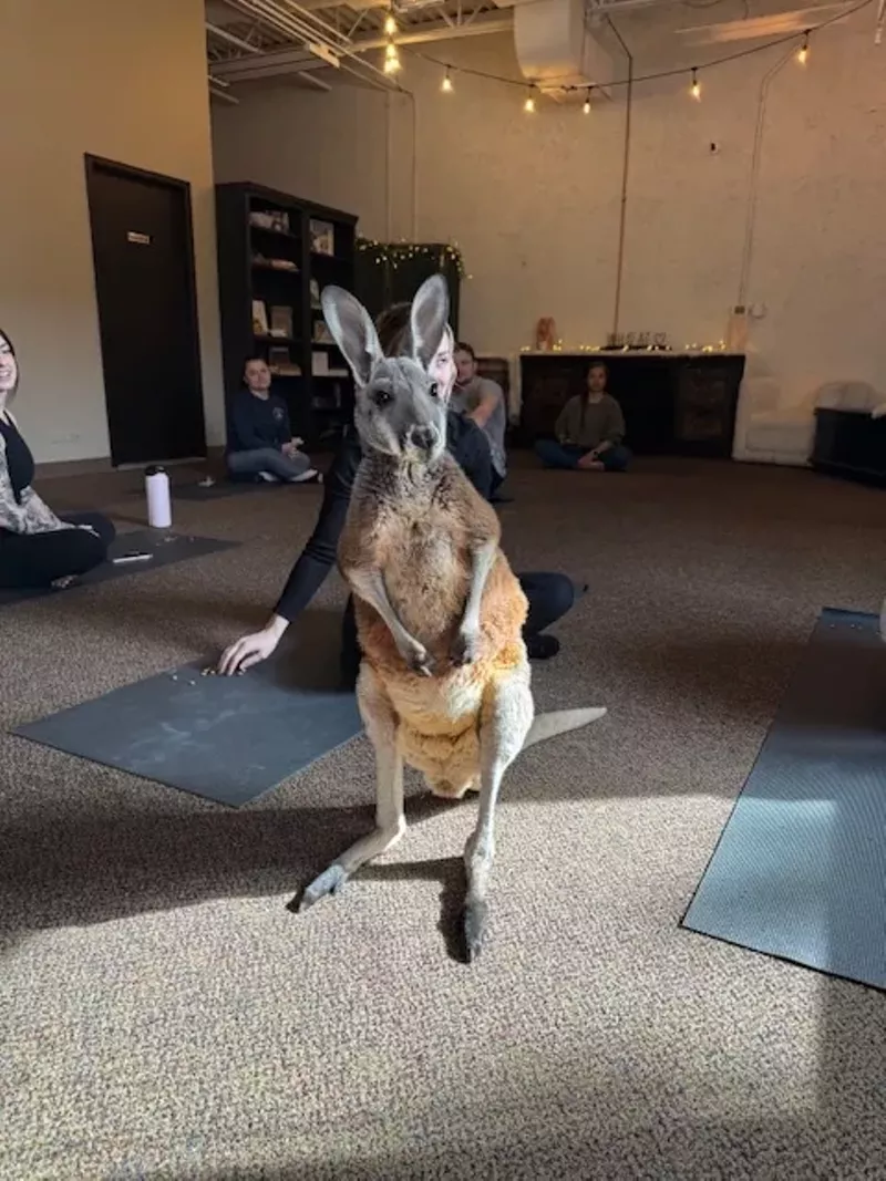 Image: A kangaroo stands in a yoga room