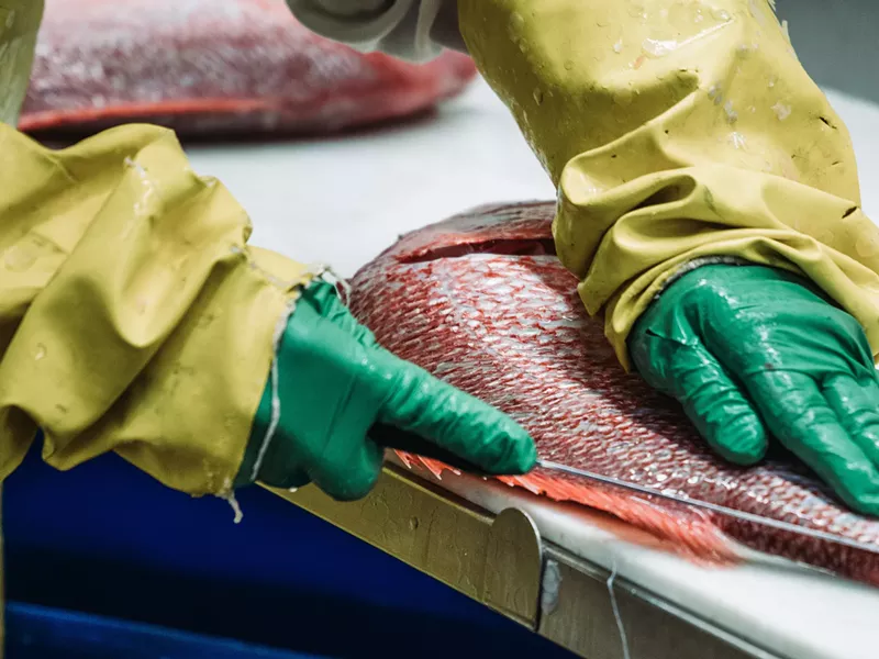 Image: person cutting a whole fish