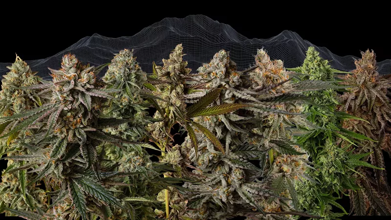 Image: Good Chemistry has announced eight new strains for the winter season in Colorado: 5280 Gravy, Aspen Dreamz, Capital Chillz, Colorado Creamsicle, Lift Ticket, Palisade Poison, Powder Daze and Summit Sauce