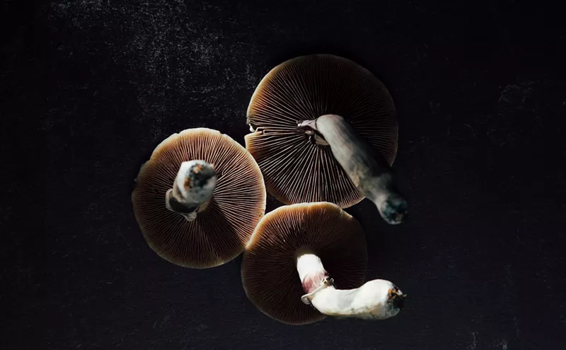 Image: Psychedelic Therapy Community Excited for Colorado Mushroom Program to Begin
