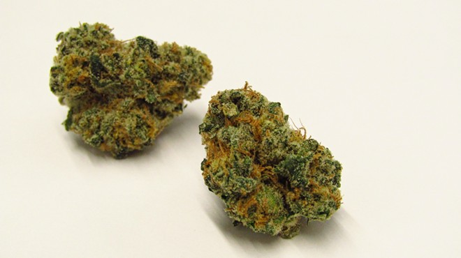 Black Maple cannabis strain