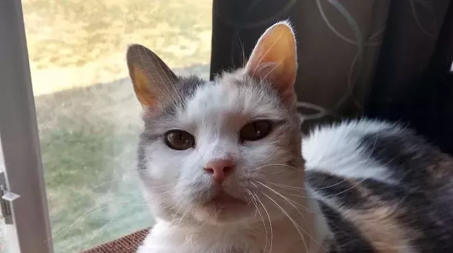 A black and white cat in front of a window
