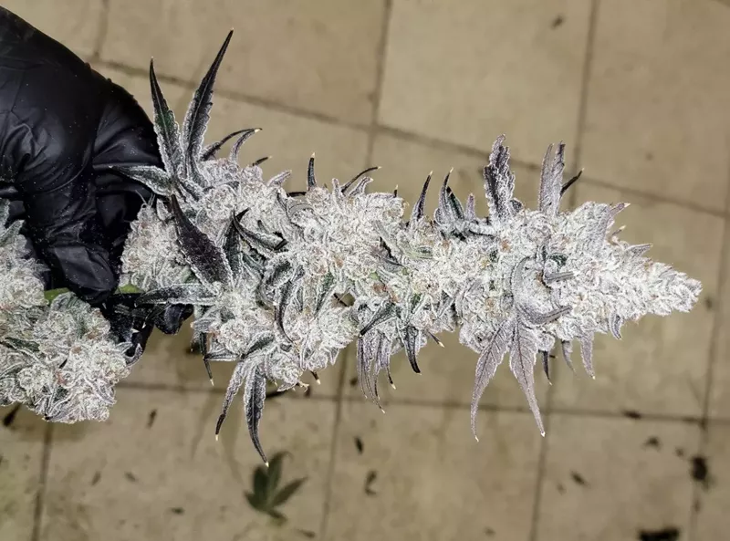 Image: The Mile High Dave cut of Dante's Inferno