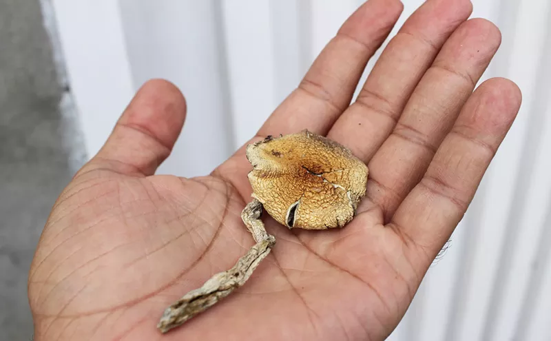 Image: Is Trading Cannabis for Magic Mushrooms Legal in Colorado?
