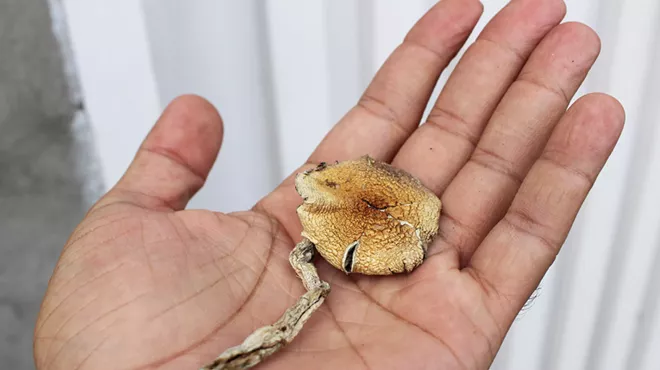 Hand holds gold capped psilocybin mushroom