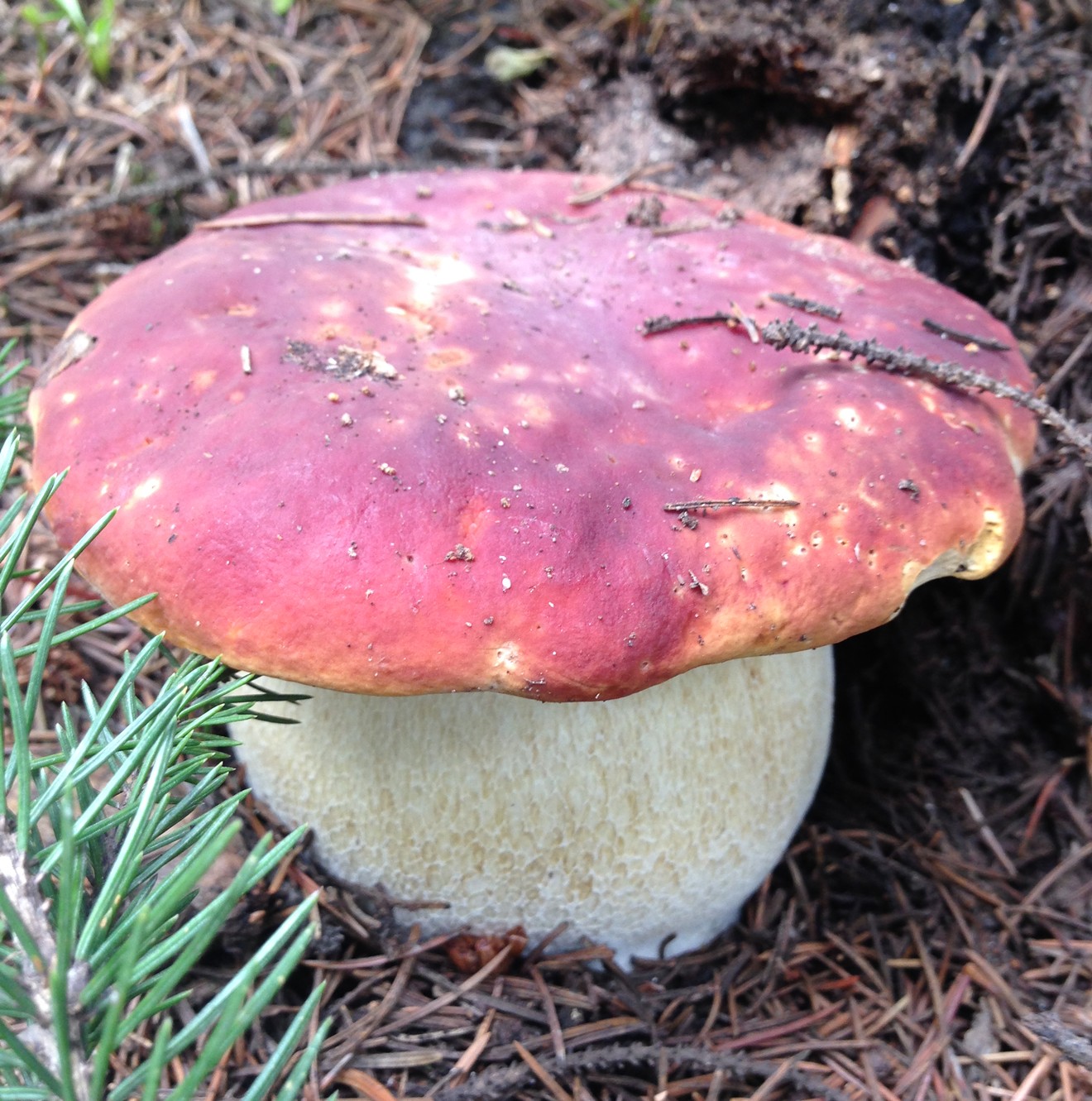 Rocky Mountain red topped boletes are one of many types of mushrooms you can find growing in Colorado.