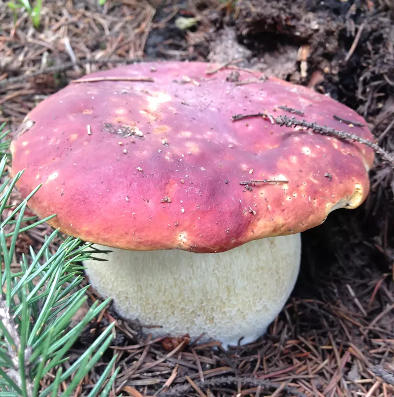 Image: a wide mushroom with a red top