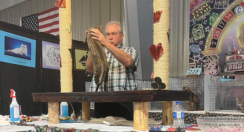 Image: TICA judge Jim Armel inspects Savannah at Kitty Prom 2022.